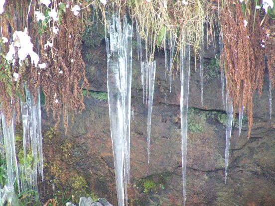 icycles against a wall with moss